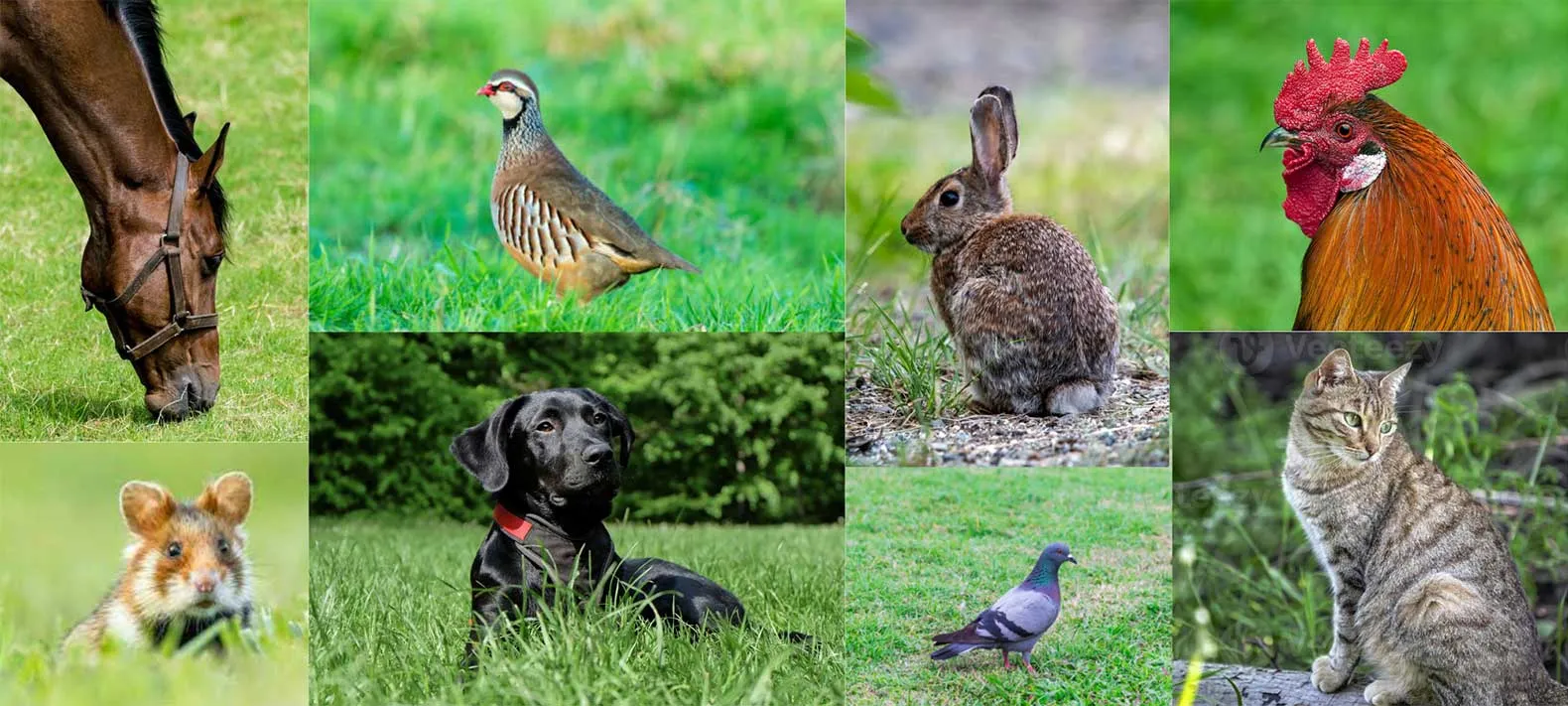 Mascotas y animales de granja